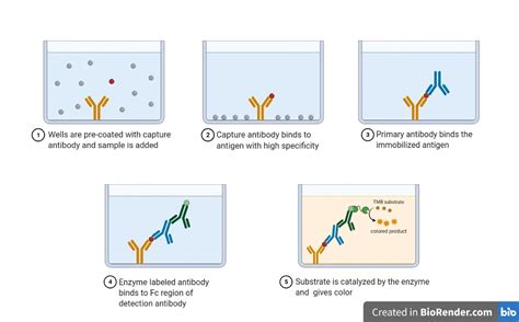 elisa test simple explanation|elisa simple explanation.